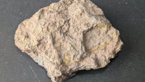 Calyx fragment with stem - Back side