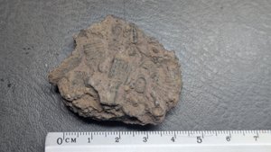 Stem and lobolith fragments