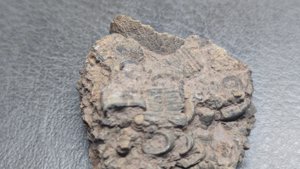 Stem and lobolith fragments