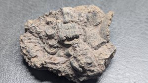 Stem and lobolith fragments