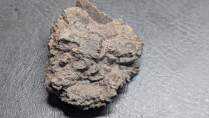 Stem and lobolith fragments