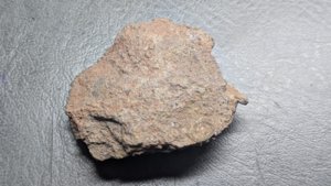 Stem and lobolith fragments - Back side