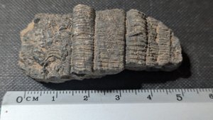 Stem fragments - ~2cm