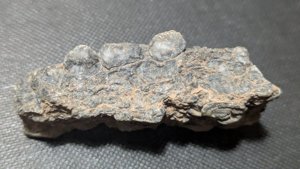 Stem fragments - Cross-section