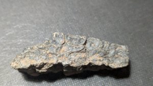 Stem fragments - Cross-section