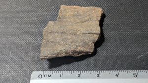 Arm segments with pinnules - 2-3cm