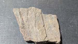 Arm segments with pinnules - 4 arms stacked on top of each other