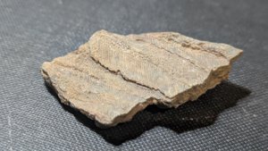 Arm segments with pinnules - 4 arms stacked on top of each other