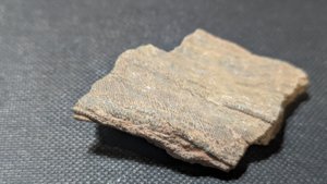 Arm segments with pinnules