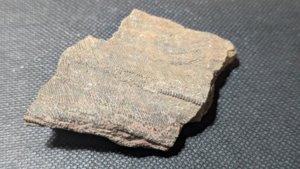 Arm segments with pinnules