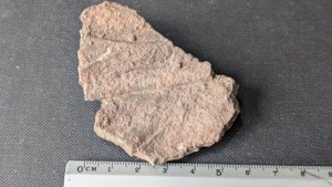 Arm segments with pinnules - ~5cm