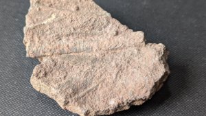 Arm segments with pinnules