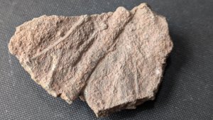 Arm segments with pinnules