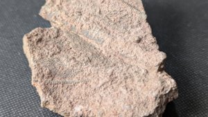 Arm segments with pinnules