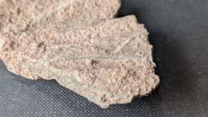 Arm segments with pinnules