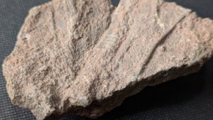 Arm segments with pinnules