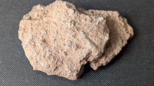 Arm segments with pinnules - Back side