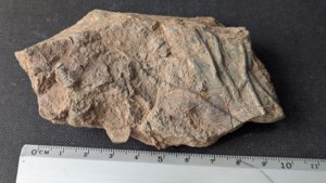 Arm segments with pinnules - 4-5cm