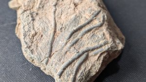 Arm segments with pinnules