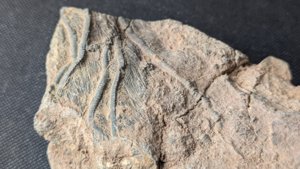 Arm segments with pinnules