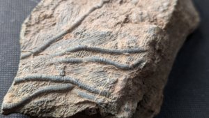 Arm segments with pinnules