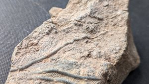 Arm segments with pinnules