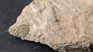 Stem segments, cross-section visible