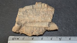 Stem fragments - ~4cm