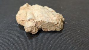 Stem fragments - Cross-section