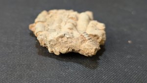 Stem fragments - Cross-section