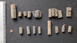 Various stem fragments - 1-3cm length, 0.6-1.2cm diameter