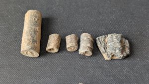 Various stem fragments