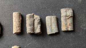 Various stem fragments