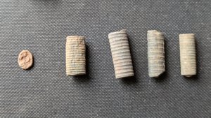 Various stem fragments