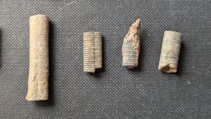 Various stem fragments