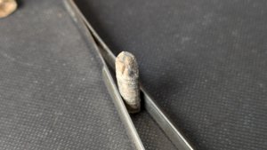 Stem fragment of crinoid - Star-shaped axial canal visible in the middle of the cross-section. The asymmetry suggests that the fossil has undergone compression.