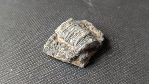 Stem fragment of crinoid - It appears to have been almost flattened by compression.