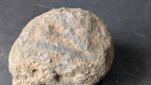 Unknown - Branching structure