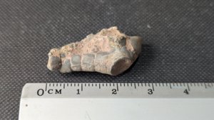 Branching arm base - 2-3cm