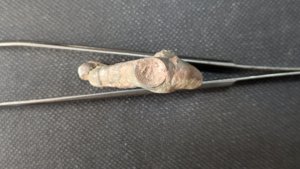 Branching arm base - Cross-section of the base