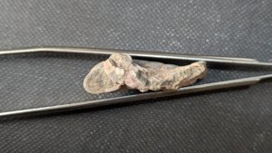 Branching arm base - Cross-section of the branches