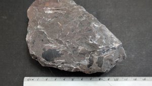 Fragment of an orthoceratoid - 9-10cm