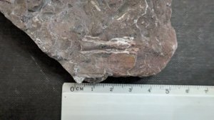 Orthoceratoid - ~3cm