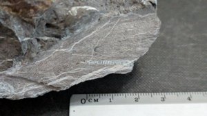 Orthoceratoid - ~2cm. Cut along its length, internal structure with chambers visible