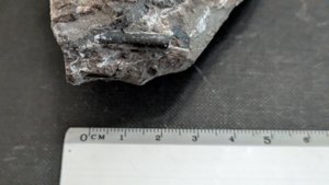 Fragment of an orthoceratoid - ~2cm