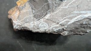 Cross-section of an orthoceratoid - The siphuncle is visible, slightly off-center