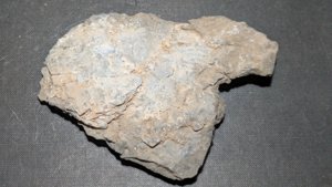 Orthoceratoids - Back side