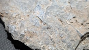 Orthoceratoids - Back side, detail. Possible a protoconch