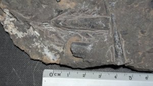 Orthoceratoid - ~4cm