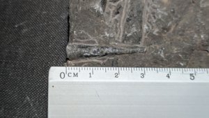 Orthoceratoid - ~3cm. Slightly visible chambers due to weathering